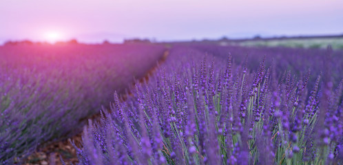 Panorama field lavender morning summer blur background. Spring lavender background. Flower background. Shallow depth of field. Vintage tone filter effect with noise and grain.