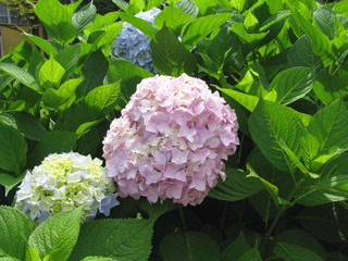 flowering hydrangea