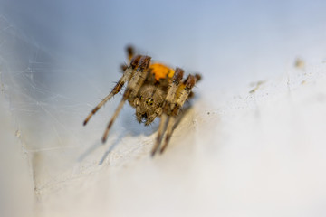 on a white wall hangs a brown-yellow spider lurking for prey
