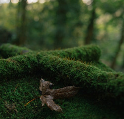 green moss on a cross