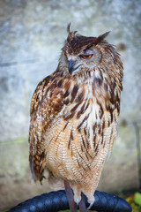 Raptor. Bird of prey with hook beak and brown feathers. Owl predator, a wild hunter.