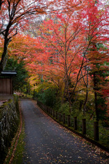 秋の鮮やかな紅葉の風景