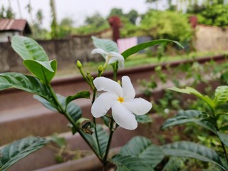 Tabernaemontana divaricata,commonly called pinhweel flower or anupams kindi