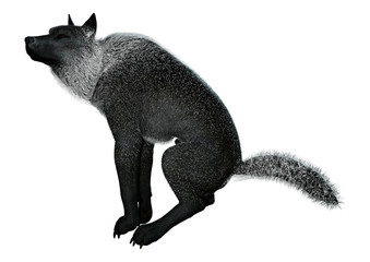 3D Rendering Black Wolf on White