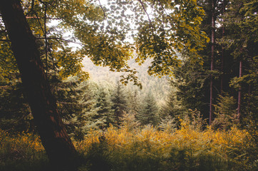 autumn in the forest