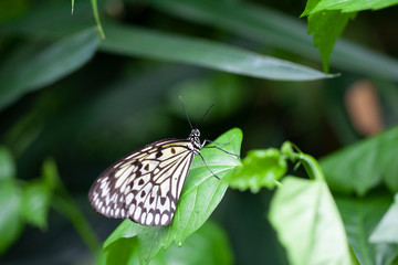 Schmetterling makro close