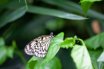 Schmetterling makro close