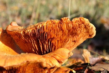 Pilz als Stymbolbild für Pilze