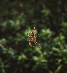 spider on web