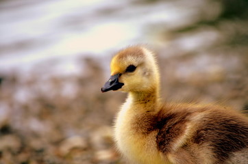 little duckling