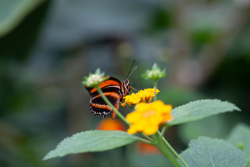 Schmetterling makro close