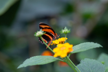 Schmetterling makro close