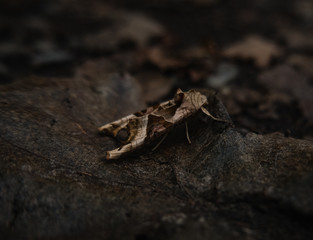moth on a leaf 