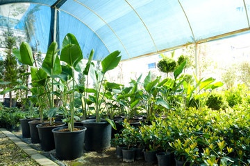 Group of different plants in pots cultivated in greenhouse. Pollution free symbol. Close up, copy space for text, top view.