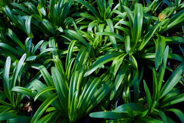 Group of different plants in pots cultivated in greenhouse. Pollution free symbol. Close up, copy space for text, top view.