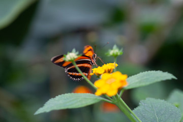 Schmetterling makro close