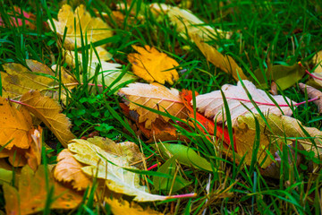Buntes Laub auf einer Wiese