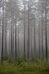 Fototapeta na wymiar Pine forest in a foggy day 
