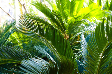 Obraz na płótnie Canvas Bunch of palm tree leaves in greenhouse. Close up, copy space, foliage background.