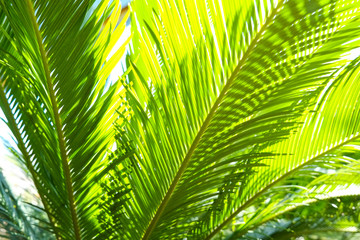 Fototapeta na wymiar Bunch of palm tree leaves in greenhouse. Close up, copy space, foliage background.