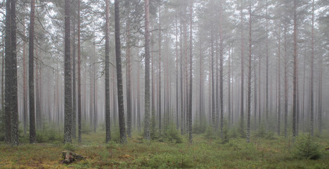 Obraz premium Pine forest in a foggy day 
