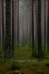 Pine forest in a foggy day 