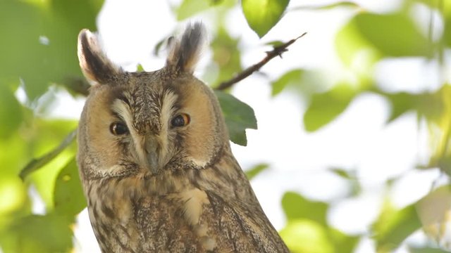 Long-eared owl (Asio otus) sitting high up in an apple tree with green colored leafs during a fall day.