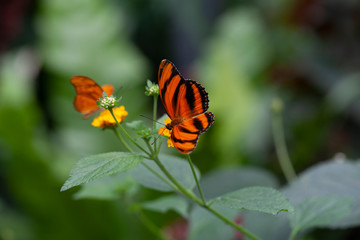 Schmetterling makro close