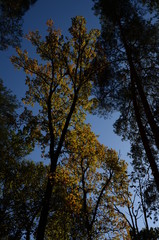 Obraz premium Autumn is here.