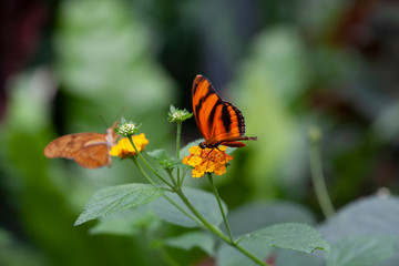 Schmetterling makro close