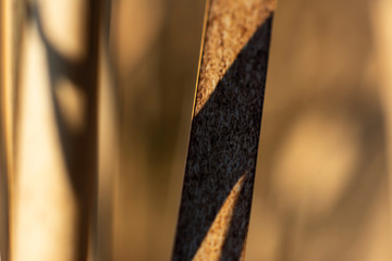 Reeds leafs abstract background. Abstract background of dry grass macro shot.