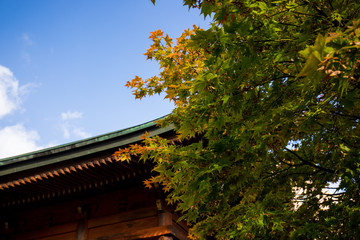Fototapeta na wymiar 京都のお寺の紅葉シーズンの風景