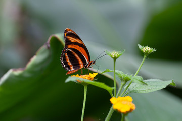 Schmetterling makro close