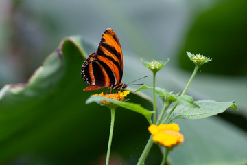 Schmetterling makro close