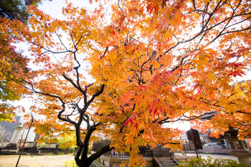 Fototapeta na wymiar 綺麗な鮮やかな紅葉の風景