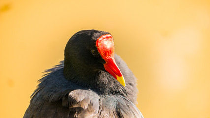 Passaro preto no lago do parque