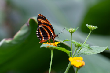 Schmetterling makro close