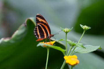 Schmetterling makro close