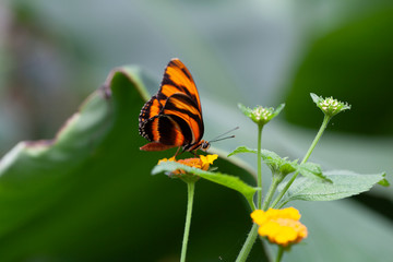Schmetterling makro close