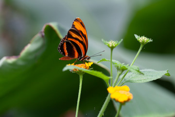 Schmetterling makro close