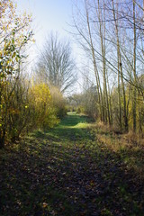 Fototapeta premium Chemin d'automne