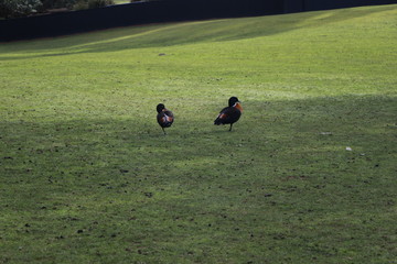 Birds