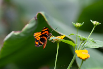 Schmetterling makro close
