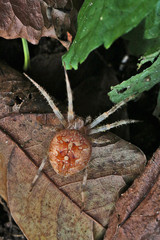 Araignée des jardins