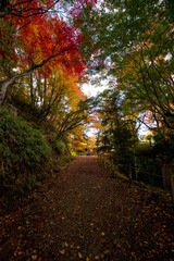 綺麗な鮮やかな紅葉の風景