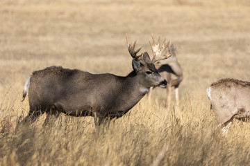 Mule Deer Buck in Autumn in Colorado