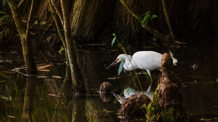 Pássaro branco no lago do parque