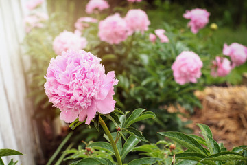 Garden of beautiful blooming pink Peony plants. Selective focus on flower in foreground with blurred background.