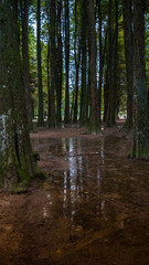 Obraz premium Bosque de arvores com reflexo de água