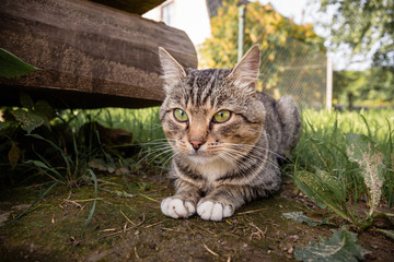 The cat sits and looks at the camera on a background of grass in summer.
